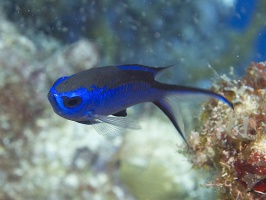 IMG 3245 Blue Chromis